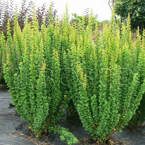 barbaris-tunberga-ehrekta-berberis-thunbergii-erecta-kust.jpg