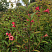 vejgela-bristol-rubi-weigela-bristol-ruby-kust.jpg