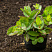 ochitok-vidnyj-herbstfrojde-sedum-spectabile-herbstfreude-sazhenec.jpg