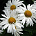 nivjanik-naibolshii-crazy-daisy