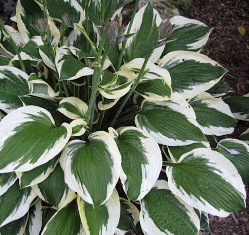 Хоста 'Patriot' (Hosta 'Patriot')