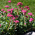 Очиток 'Carl' (Sedum 'Carl')
