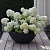 Гортензия метельчатая 'Бомбшелл' (Hydrangea paniculata 'Bombschell')