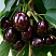 chereshnya-iput-prunus-avium-iput-plody-krupnye