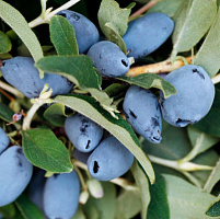 Жимолость съедобная 'Бореал Близзард' (Lonicera edulis 'Boreal Blizzard')