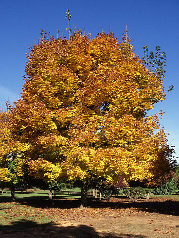 acer-platanoides-summershade-derevo
