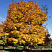 acer-platanoides-summershade-derevo