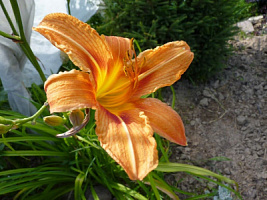Лилейник ЭвериДейлили 'Бронз' (Hemerocallis EveryDaylily 'Bronze')