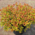 spireya-yaponskaya-goldflejm-spiraea-japonica-goldflame-sazhenec.jpg