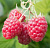 Малина ремонтантная 'Карамелька' (Rubus idaeus 'Карамелька')