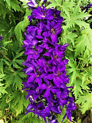 Дельфиниум крупноцветковый 'Блэк Кнайт' (Delphinium grandiflorum 'Pacific Black Knight')
