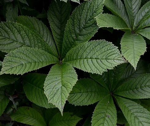 Роджерсия кленолистная (Rodgersia acerifolia)