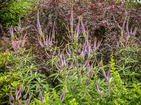 veronikastrum-virginskij-veronicastrum-virginicum-rastenie-v-cvetnike.jpg