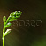 hosta-golden-tiara-hosta-golden-tiara-buton.jpg