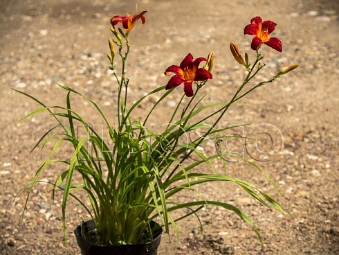lilejnik-blehk-princ-hemerocallis-black-prince-sazhenec.jpg
