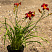 lilejnik-blehk-princ-hemerocallis-black-prince-sazhenec.jpg