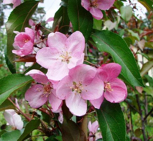 Яблоня декоративная 'Ola' (Malus 'Olal')