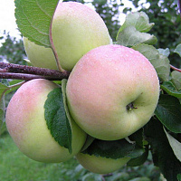 Яблоня домашняя 'Имрус' (Malus domestica 'Имрус')