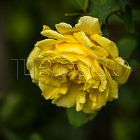 Роза 'Голден Гейт' (Rosa 'Golden Gate')