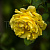 Роза 'Голден Гейт' (Rosa 'Golden Gate')