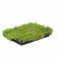 Рулонный многолетник Очиток микс (Sedum mix)