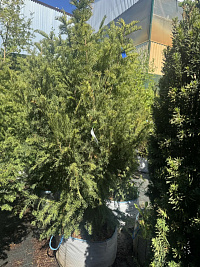 Тисс ягодный 'Орион' (Taxus baccata 'Orion')
