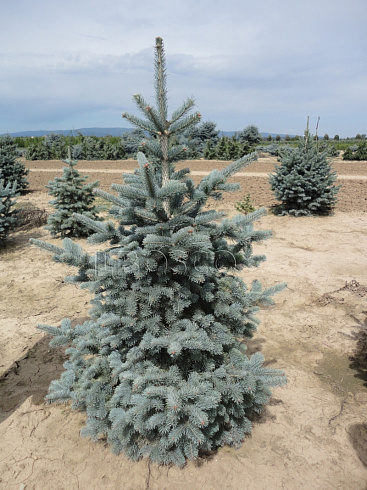 el-kolyuchaya-hupsi-picea-pungens-hoopsii-molodoe-derevo