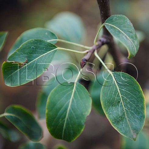 grusha-obyknovennaya-vidnaya-pyrus-communis-list.jpg