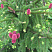 el-obyknovennaya-akrokona-picea-abies-acrocona-vetvi-s-shishkami