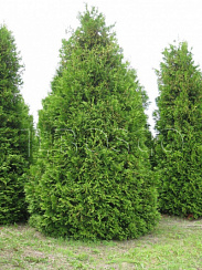 Туя западная 'Брабант' (Thuja occidentalis 'Brabant')