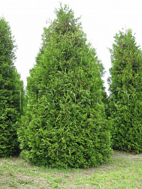 Туя западная 'Брабант' (Thuja occidentalis 'Brabant')