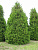 Туя западная 'Брабант' (Thuja occidentalis 'Brabant')