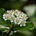 aroniya-chernoplodnaya-ryabina-chernoplodnaya-aronia-melanocarpa-cvety.jpg
