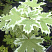 klen-ostrolistnyj-drummonda-acer-platanoides-drummondii-list-krupnyj-plan