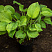 hosta-sam-ehnd-sabstens-hosta-sum-and-substance-rastenie-v-gorshke.jpg