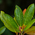 rododendron-rozeum-ehlegans-rhododendron-roseum-elegans-list.jpg