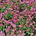 Спирея японская 'Manon' (Spiraea japonica 'Manon')2