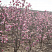 magnoliya-zvezdchataya-rozea-magnolia-stellata-rosea-kust.jpg