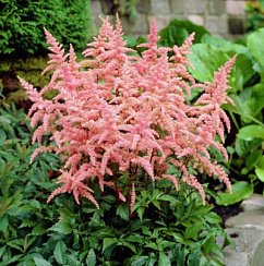 Астильба Арендса ‘Брессингем Бьюти’ (Astilbe arendsii ‘Bressingham Beauty’)