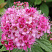 Спирея японская 'Manon' (Spiraea japonica 'Manon')