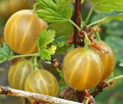 Крыжовник 'Русский желтый' (Ribes uvacrispa 'Русский желтый')