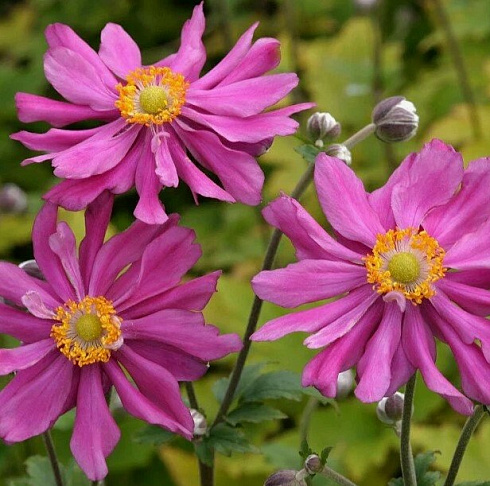 Анемона гибридная 'Prinz Heinrich' (Anemone hyb 'Prinz Heinrich')