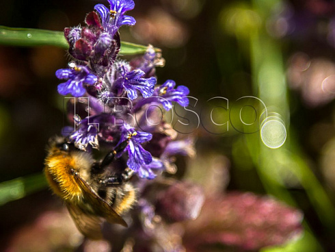 zhivuchka-polzuchaya-ajuga-reptans-cvetok.jpg