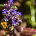 zhivuchka-polzuchaya-ajuga-reptans-cvetok.jpg
