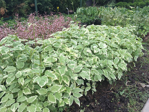 snyt-obyknovennaya-pestrolistnaya-aegopodium-podagraria-variegata-klumba.jpg