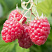 Малина ремонтантная 'Карамелька' (Rubus idaeus 'Карамелька')