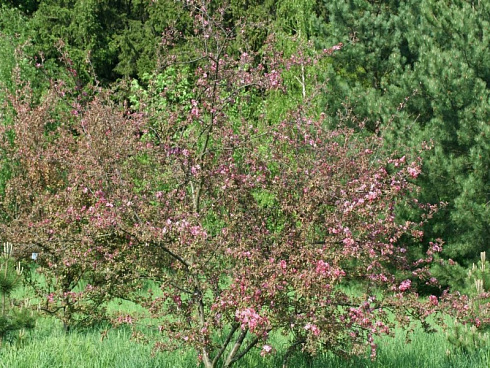 yablonya-dekorativnaya-kokcinella-kurtarou-malus-coccinella-courtarou-krona