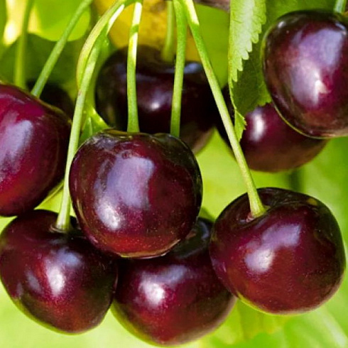 chereshnya-iput-prunus-avium-iput-sbor-plodov-v-iyune