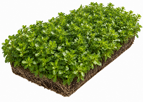 (MR-532-1)sedum-kamchatskiy-v-lotke-rulonnye-mnogoletniki-ilbosco.png