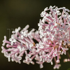 Сирень Мейера 'Палибин' (Syringa meyeri 'Palibin')